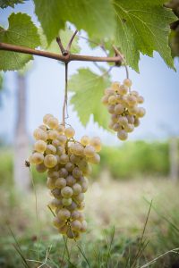 AD0A3795-edited-LD (1)