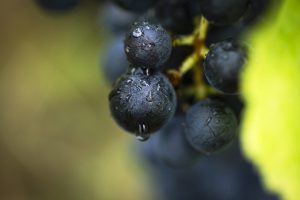 AD0A4001-edited-LD (1)