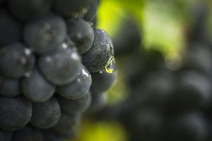 AD0A4232-edited-LD (1)