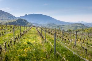 DomaineLucey-AD0A0278-edited-LD