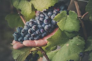 DomaineLucey-AD0A2136-Edited-LD