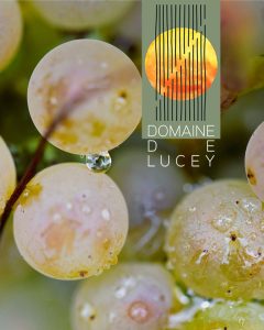 DomainedeLucey-Raisin-Altesse